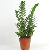 Zamioculcas - Vaso M